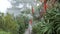 Suburban street, foggy rainy nature, California flora. Red aloe flower in garden