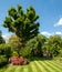 Suburban, well stocked garden in London UK, with neatly mown striped lawn, tall oak tree, colourful azalias and other trees.