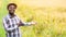 Success african farmer smiling at an organic rice farm.Agriculture or cultivation concept