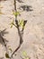 Success of mango tree grafting with new leaves