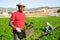 Successful aframerican horticulturist with box of parsley on plantation