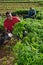 Successful aframerican horticulturist with box of parsley on plantation