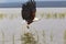 A successful attack. Eagle grabs the fish. Baringo, Kenya