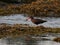 Successful Black Oystercatcher