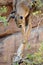 Successful Catch! Cougar / Mountain Lion With Mouse in Mouth