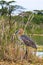 Successful fishing. Portrait of a satisfied bird. Goliath heron with fish. Baringo lake, Kenya