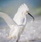Successful fishing white egret