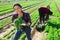 Successful Hispanic woman horticulturist on plantation with harvested arugula