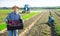 Successful horticulturist with harvested red spinach on farm plantation