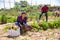 Successful latino farmer with basket of vegetables at the plantation