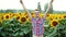 Successful male-farmer very happy from the victory and rich harvest on sunflowers field, pleased and positive on sunset