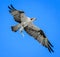 Successful Osprey with fish in talons,