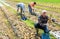 Successful vegetable grower harvesting onions on farm field