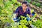 Successful woman gardener harvesting eggplants at her smallholding