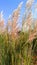 Succharum spontaneum wild sugarcane kans grass close up