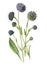 Succisa pratensis, also known as devil`s-bit flower. ordevil`s-bit scabious family of the Caprifoliaceae flower. Antique hand draw