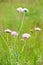 Succisa pratensis flowers on meadow