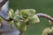 Succulant plant closeup of plant head