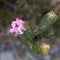 Succulant plant with flowers in Kogelberg Nature reserve, South Africa