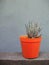 Succulant Plant in Orange Pot