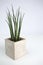 Succulant plant in a square concrete pot