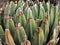 succulent agavaceae plant close-up in Spain