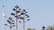 Succulent agave flower, american flag on flagpole or flagstaff, California USA.
