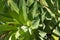 Succulent aloe plant closeup