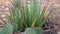 Succulent aloe plant with succulent leaves, which stores water during the drought period, New Mexico USA