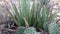 Succulent aloe plant with succulent leaves, which stores water during the drought period, in the state of New Mexico, USA