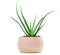 Succulent Aloe Vera Plant on White Pot Isolated on White Background