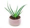 Succulent Aloe Vera Plant on White Pot  on White Background