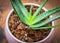 Succulent Aloe Vera Plant on White Pot  on wood