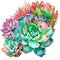 Succulent arrangement, Botanical Illustration, Generative AI