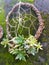 Succulent Arrangement with dream catcher good idea