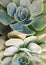 Succulent background, cactus succulents in a planter, floral arrangement