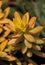 Succulent with beautiful yellow leaves
