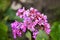 Succulent bergenia close-up. Bergenia crassifolia.