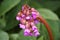 Succulent bergenia close-up. Bergenia crassifolia.