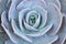 Succulent blue rosette flower pattern closeup background