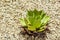 Succulent cactaceae detail photograph