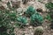 Succulent cactaceae detail photograph