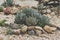 Succulent cactaceae detail photograph