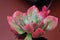 Succulent Cacti Flower