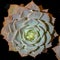 Succulent Cacti Full of Rain Drops