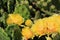 Succulent cacti with yellow blossoms close