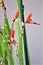 Succulent cactus, Euphorbia tirucalli, Fire Sticks, Maricopa County, Mesa, Arizona, United States