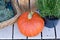 Succulent cactus, orange pumpkin and lavender in a pot