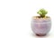 Succulent cactus plant in ceramic, fresh cactus mammillaria gracilis