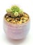 Succulent cactus plant in ceramic, fresh cactus mammillaria gracilis